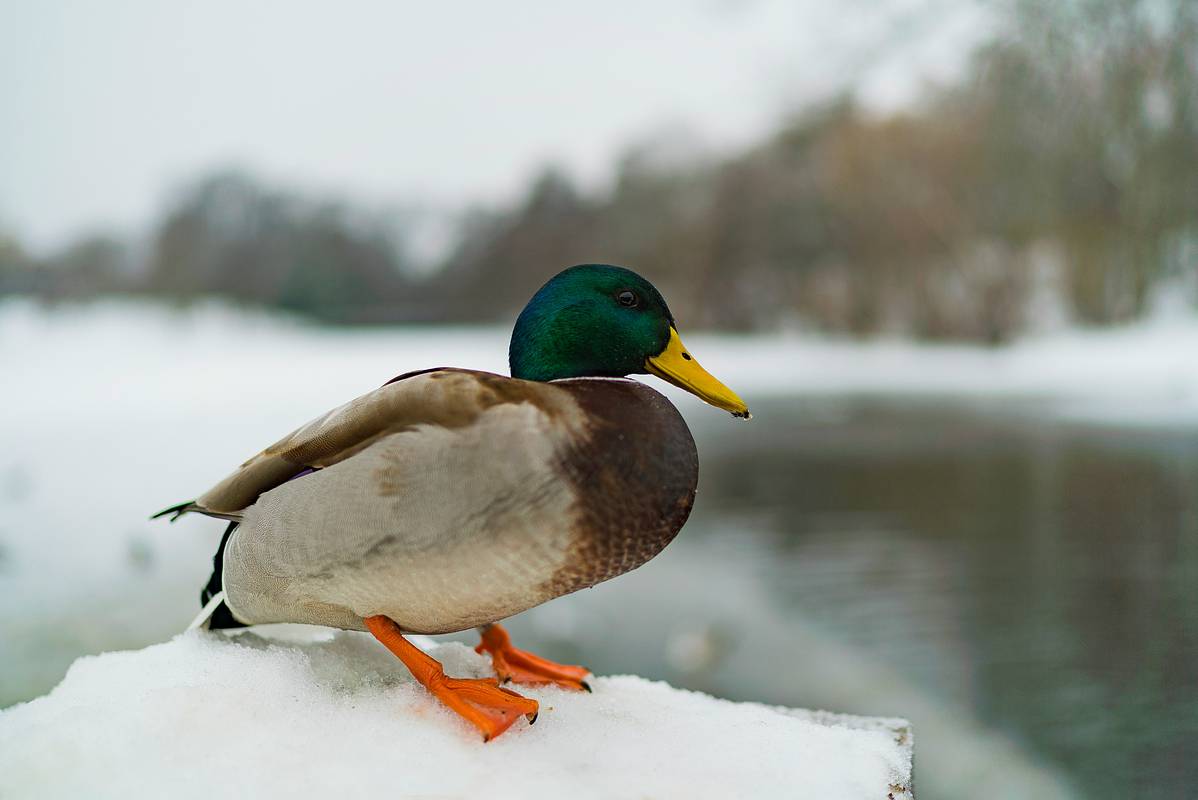 Зубастые утки появились в Петербурге
