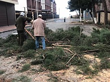 В Анапе на Рождество спилили дерево на два миллиона