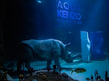Kenzo и АДВ Диджитал подружили носорога с морской фауной