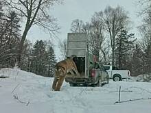 Пойманного в амурском поселке тигра выпустили в тайгу (видео)