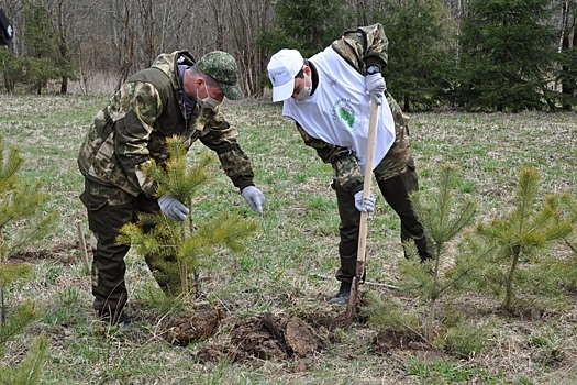 В Смоленской области высадили лес в память о погибших в ВОВ