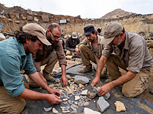 PLOS One: археологи выявили сосуществование нескольких предков человека 3,5 млн лет назад