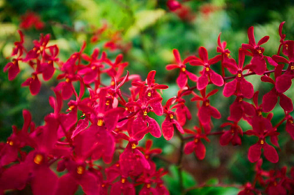 Ботанический Сад, Сингапур, Азия