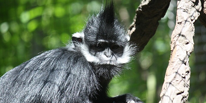 В зоопарке Австралии родилась редчайшая обезьяна