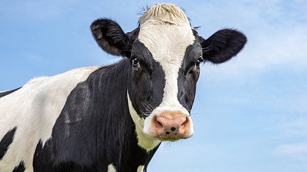 Чем можно заразиться на даче: врач назвал три опасные инфекции