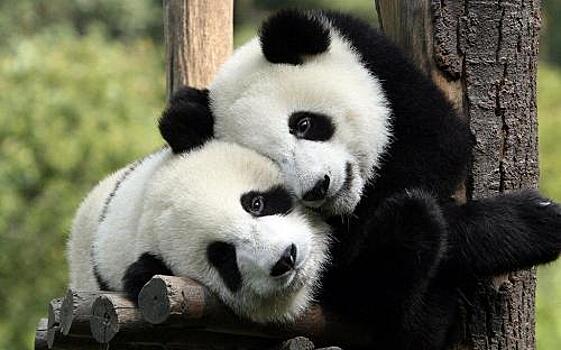 Первая в этом году разнополая двойня детенышей большой панды появилась на свет в Чэнду
