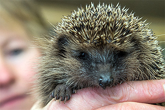 В Японии открылось кафе с ежиками