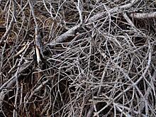 Участок 3-й Сестрорецкой улицы очистили от мусора и сухих веток