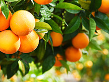 Домашний урожай: уральские пенсионеры выращивают экзотические фрукты