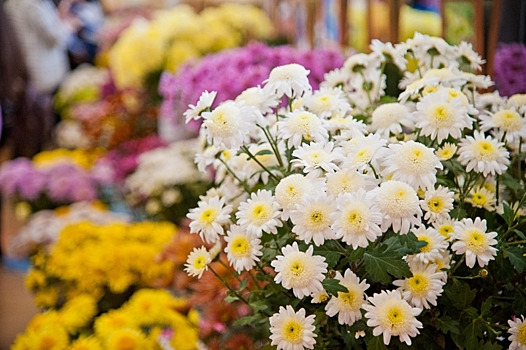 Ботанический сад в Волгоградской области проведет «Бал хризантем»