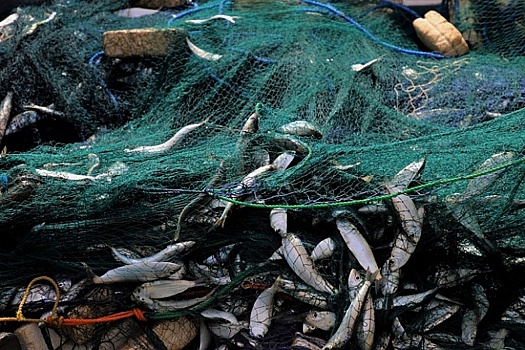 Рыбалка на полмиллиона. В Анапе осудили браконьеров за улов камбалы