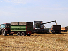 Рекордный урожай пшеницы собрали в Заводоуковском округе