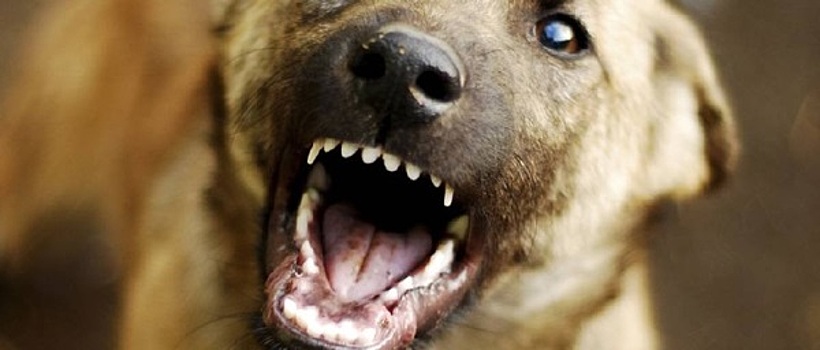 Бешеная собака в Смоленской области заразила пять человек