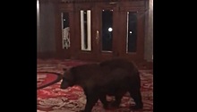 СМИ: медведь в США забрался в отель, вдохновивший Стивена Кинга написать роман "Сияние"
