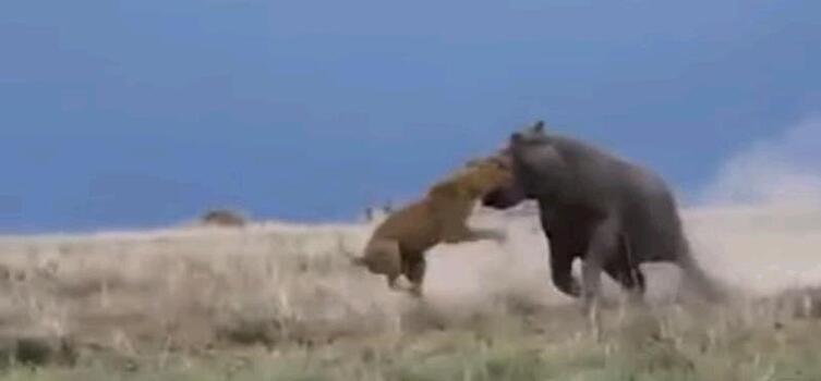 Видео схватки львицы и бегемота, который чуть не откусил ей голову, появилось в Сети