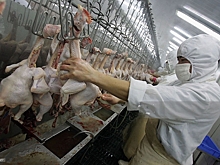 Росптицесоюз не исключил проблемы с переработкой мяса птицы
