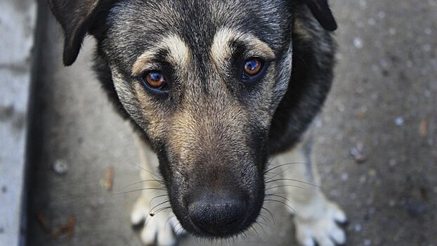 Воронежцам объяснили, как уберечь от отстрела «безопасных» бездомных собак