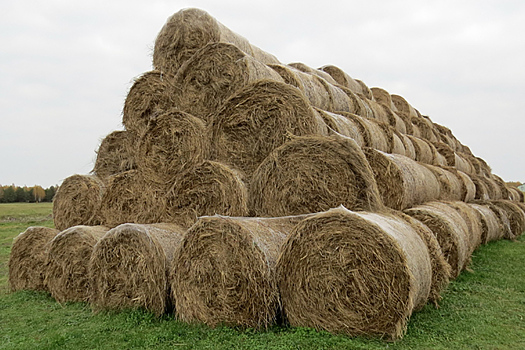 В России заготовлено более 29 млн тонн кормовых единиц объемистых кормов