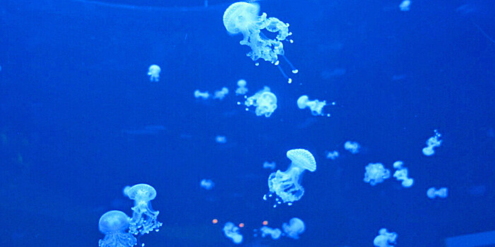 Кто кусает людей при купании в море?