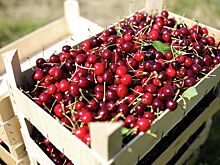 В России объяснили рекордные поставки черешни из Узбекистана