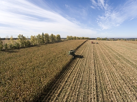 В Приморье посеяли более 240 тысяч гектаров сои