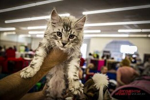 На премьере в челябинском театре можно будет сфотографироваться с котами