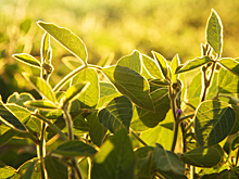 Посевы сои в Башкирии удвоятся в 2025 году