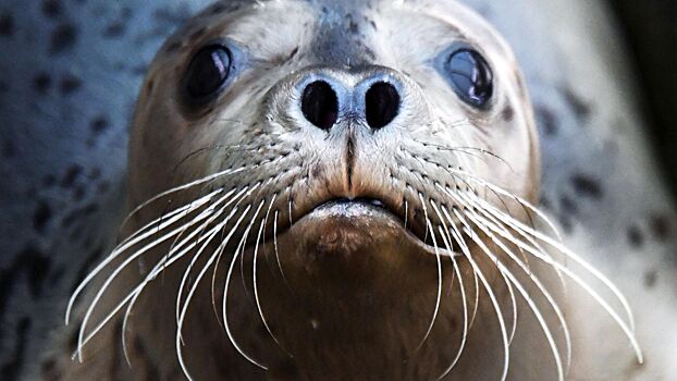 включи животные проходят. включи животные проходят. зоопсихолог для собаки. зверь тапир. обезьяна и собака.