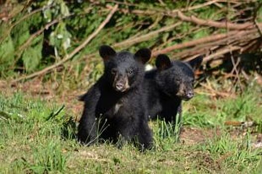 Голодные медвежата на Серовском тракте выпрашивали у водителей еду