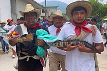 Мэр одного из городов Мексики взял в жены самку крокодила