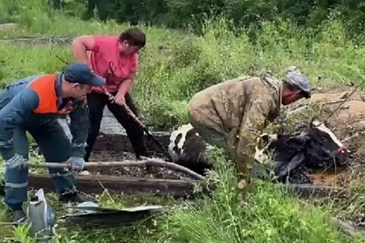 В Биробиджане спасатели четыре часа боролись за жизнь коровы, провалившейся в битумную яму