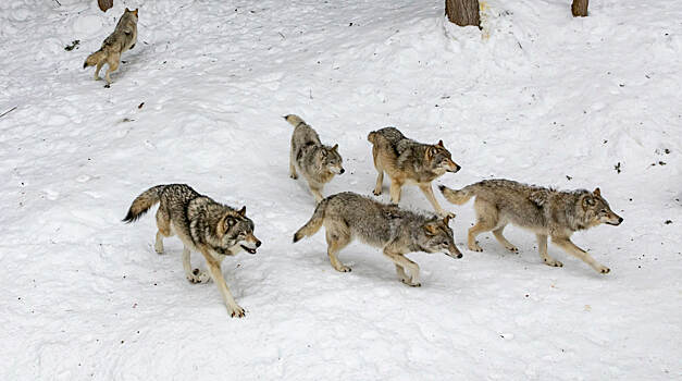 Названа возможная причина нападения волков в Курганской области