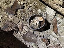 Хвостатого заложника вытащили из трубы в горах Сочи