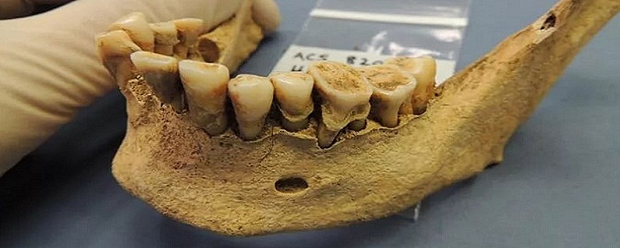Ученые обнаружили челюсть раннего представителя гоминидов возрастом 2 млн лет