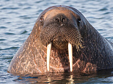 «Гостившая» на Куршской косе моржиха умерла во время транспортировки в зоопарк Хельсинки