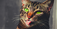 «Вот вам!»: коты тоже умеют показывать язык