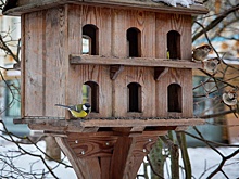 В Царском Селе подготовили 700 килограммов семечек для зимней подкормки птиц