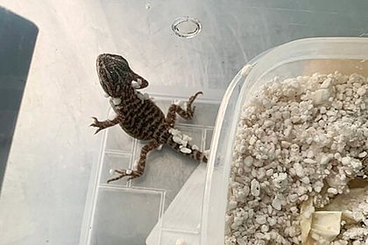 В Ульяновском зоопарке начался беби-бум