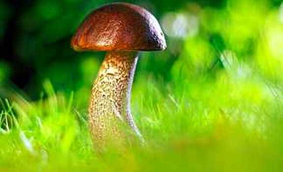 Главный лесник области позвал вологжан в лес за грибами