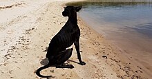 Негрито: собака, которую нашли на необитаемом острове