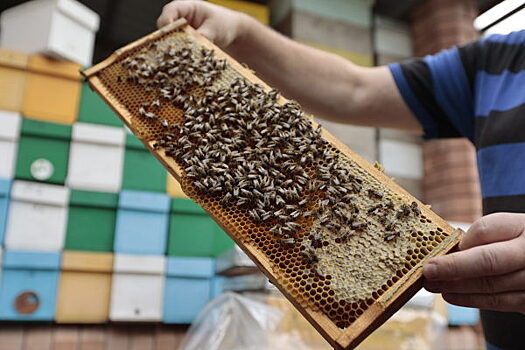 Житель Красноярского края за год съедает почти килограмм мёда