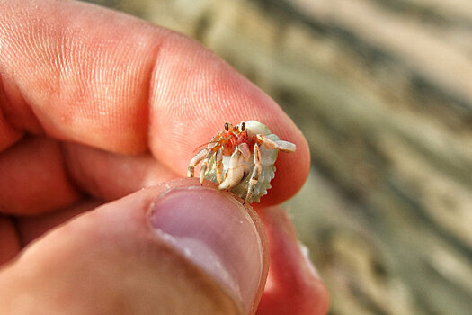 В организмах речных рачков найдены наркотики и пестициды