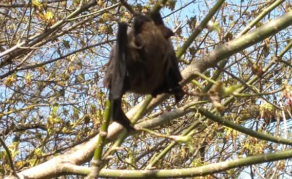 В Курской области в минприроды объяснили, как выпроводить из дома залетевшую летучую мышь