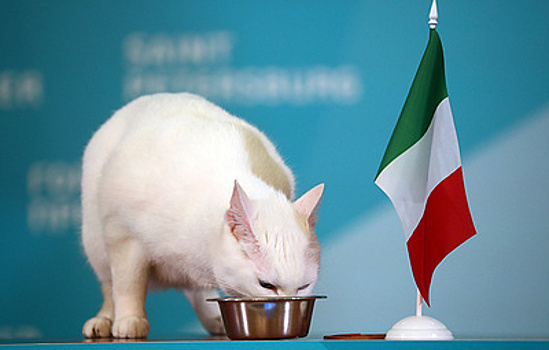 Эрмитажный кот Ахилл предсказал победу сборной Италии в первом матче Евро