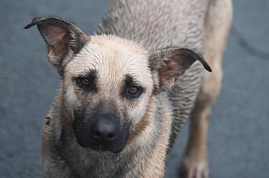 «Я гангстер». Настоящий скандал разворачивается в Приморье вокруг бродячих собак