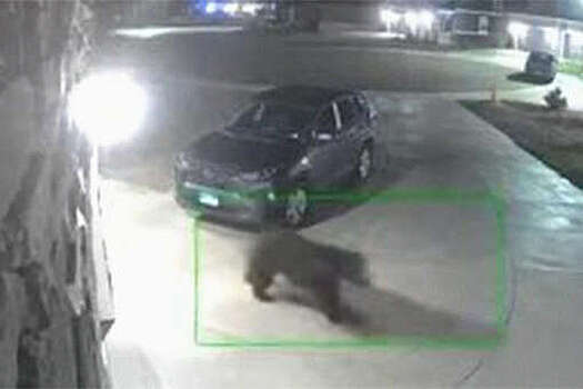 В США медведь испугался шпица и убежал