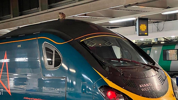 «Любопытство не погубило кота»: в Лондоне животное задержало отправление поезда на 2 часа