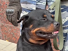 В Курске служебный ротвейлер Ральф помогает полиции