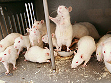 В России нашли жившую среди сотни крыс девочку
