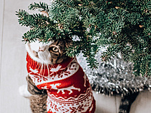 Раскрыты способы уберечь новогоднюю елку от кота